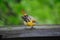 Wet Fledgling Baltimore Oriole