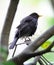 Wet fledgling blackbird