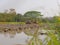 Wet / flooded / muddy soil in a paddy field being plowed by a tractors in the hot afternoon in a rural area in Thailand