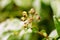 Wet flower with drops of water is divided into several flowers with a casual background of nature