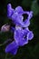 Wet flowers of bearded iris in the garden