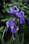 Wet flowers of bearded iris in the garden