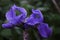 Wet flowers of bearded iris in the garden