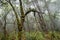 Wet and foggy undergrowth with wild plants and mosses, dark and menacing forest