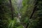 Wet foliage track in the Mossman gorge in Queensland, Australia