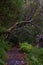 Wet footpath in a tropical forest