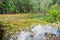 Wet forest with floating of water nature Lake swamp.