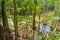 Wet forest with floating of water nature Lake swamp.