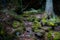 Wet forest with rocks and stones covered with green moss, pine tree in the background.