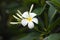 Wet Frangipani Flower