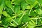 Wet, Fresh and Green Background Surface of Small Spinach