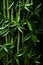 Wet fresh green bamboo leaves, closeup. Vertical image.