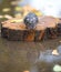 Wet and frozen hamster sitting on a piece of wood