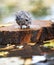 Wet and frozen hamster sitting on a piece of wood in the middle of water