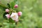 Wet fruit tree flowers in spring