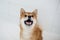 wet, funny and cute shiba inu dog in bathtub. Red shiba inu dog