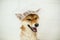 wet, funny and cute shiba inu dog in bathtub. Red shiba inu dog with funny shower cap on its head