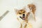 wet, funny and cute shiba inu dog in bathtub. Red shiba inu dog wearing funny shower cap on its head