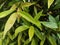 Wet garcinia cowa leaves are then dried in the sun