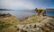 Wet German Shepherd Dog standing by Quidi Vidi Lake