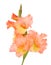 Wet gladiolus flower