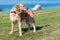 Wet Golden labrador dog staying near the water.happy Labrador retriever. Water is near.Copy space