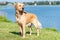 Wet Golden labrador dog staying near the water.happy Labrador retriever. Water is near.Copy space