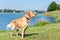 Wet Golden labrador dog staying near the water.happy Labrador retriever. Water is near.Copy space