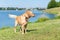 Wet Golden labrador dog staying near the water.happy Labrador retriever. Water is near.Copy space