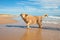 Wet golden retriever dog in the beach running on the seashore