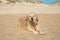 Wet golden retriever dog sticking out tongue lying on the sand o