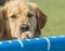 Wet Golden Retriever with paw on diving pool for dock dogs