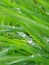 Wet grass closeup - green background