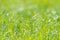 Wet grass dew blurred background meadow sunlight bokeh