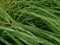 Wet Grass with waterdrops