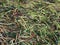 Wet grasses and plants with water drops