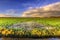 Wet grassland landscape with dark morning clouds