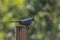 Wet Gray Catbird Standing on Wooden Post Getting Ready to Fly