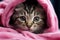 Wet gray tabby kitten after bath, wrapped in pink towel