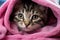 Wet gray tabby kitten after bath, wrapped in pink towel