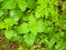 Wet green foliage leaves on the ground rain forest