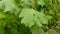 Wet green grape leaves sway in wind. Rainy weather at vineyard