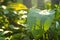 Wet green leaf with dew drops high humidity in the summer in the forest in the morning jungle