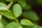 Wet green leaves on blurred background. after raining.