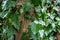 Wet green leaves of common ivy Hedera helix, or european ivy, english ivy crawling up the white walnut tree.