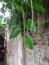 Wet green leaves with hanging roots after a rain and stone walls on the background.