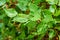 Wet green leaves of Syringa bush in rain