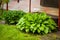 Wet Green Plant Hosta In Garden.