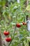 Wet green and red tomatoes growing in a garden