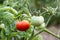 Wet green and red tomatoes growing in a garden